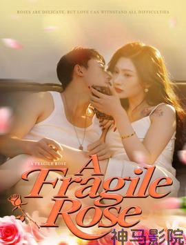 易碎的玫瑰
